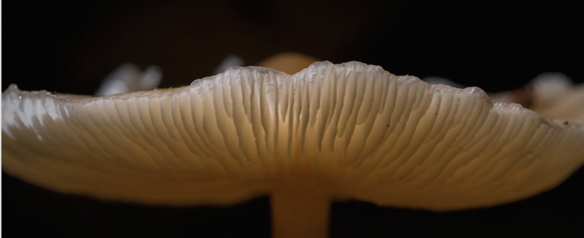 Live Like You’re on Mushrooms