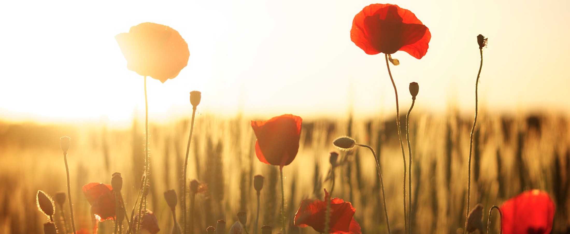 Prescription painkiller addiction leads to heroin abuse