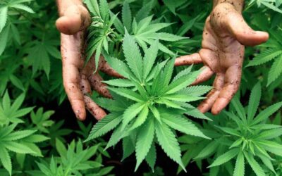 Cannabis oil for cancer and much much more